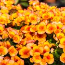 Begonia Flower 100 PCS Seeds
