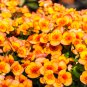 Begonia Flower 100 PCS Seeds