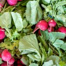 Beta Vulgaris Beets Green Chinese Vegetable 5 PCS Seeds Beta Vulgaris Beets Green Chinese Vegetable 5 PCS Seeds