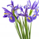 Big Blooming Marginal Bog Water Plant Purple Iris 20 PCS Seeds Big Blooming Marginal Bog Water Plant Purple Iris 20 PCS Seeds