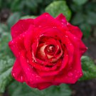 Big Blooming Fresh Red Rose Tree for Landscape 50 PCS Seeds Big Blooming Fresh Red Rose Tree for Landscape 50 PCS Seeds