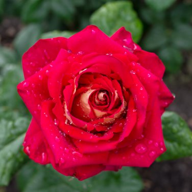 Big Blooming Fresh Red Rose Tree for Landscape 50 PCS Seeds