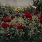 Big Blooming Fresh Red Rose Tree for Landscape 50 PCS Seeds