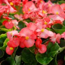 Begonia Flower (Begonia semperflorens) 10 PCS Seeds Begonia Flower (Begonia semperflorens) 10 PCS Seeds