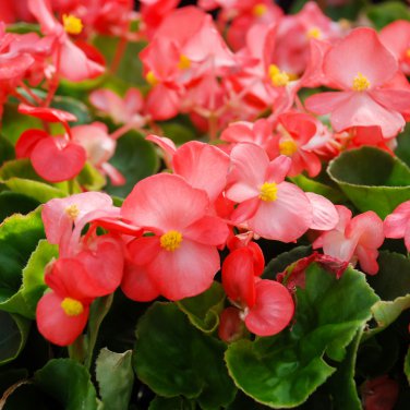 Begonia Flower (Begonia semperflorens) 10 PCS Seeds
