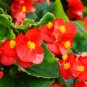 Begonia Flower (Begonia semperflorens) 10 PCS Seeds