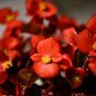 Begonia Flower (Begonia semperflorens) 10 PCS Seeds