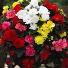 Begonia Bonsai Mixed Red White Orange Purple Orange Yellow ect 100 PCS Seeds