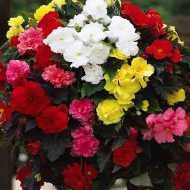 Begonia Bonsai Mixed Red White Orange Purple Orange Yellow ect 100 PCS Seeds
