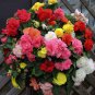 Begonia Bonsai Mixed Red White Orange Purple Orange Yellow ect 100 PCS Seeds