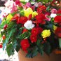 Begonia Bonsai Mixed Red White Orange Purple Orange Yellow ect 100 PCS Seeds
