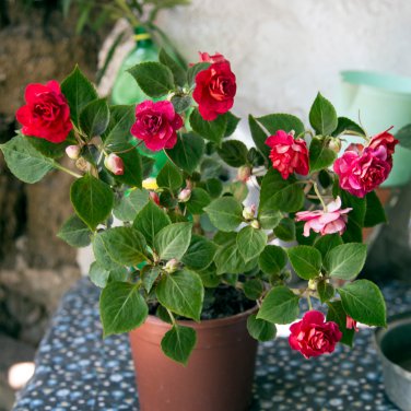 Begonia 100 PCS Seeds