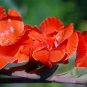 Begonia 100 PCS Seeds
