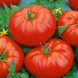 Beefmaster Hybrid F1 Tomato 100 PCS Seeds