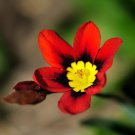 Balcony Potted Flowers Red Sparaxis Tricolor Rose Flowering 50 PCS Seeds Balcony Potted Flowers Red Sparaxis Tricolor Rose Flowering 50 PCS Seeds