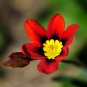 Balcony Potted Flowers Red Sparaxis Tricolor Rose Flowering 50 PCS Seeds