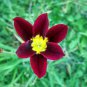 Balcony Potted Flowers Red Sparaxis Tricolor Rose Flowering 50 PCS Seeds