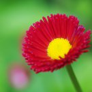 Bellis Perennis White Red Daisy Annual Flowers 50 PCS Seeds