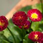 Bellis Perennis White Red Daisy Annual Flowers 50 PCS Seeds
