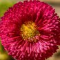 Bellis Perennis White Red Daisy Annual Flowers 50 PCS Seeds