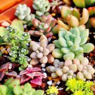 Beauty Mixed Mini Lithops Bonsai Plants Cactus 100 PCS Seeds Beauty Mixed Mini Lithops Bonsai Plants Cactus 100 PCS Seeds