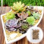 Beauty Mixed Mini Lithops Bonsai Plants Cactus 100 PCS Seeds