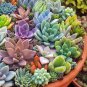 Beauty Mixed Mini Lithops Bonsai Plants Cactus 100 PCS Seeds