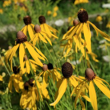 Beautiful Yellow Cornflower Flower 40 PCS Seeds