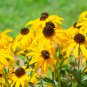 Beautiful Yellow Cornflower Flower 40 PCS Seeds