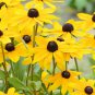 Beautiful Yellow Cornflower Flower 40 PCS Seeds