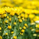 Beautiful Yellow Chrysanthemum Chrysanthemum Morifolium 100 PCS Seeds
