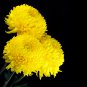 Beautiful Yellow Chrysanthemum Chrysanthemum Morifolium 100 PCS Seeds