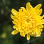 Beautiful Yellow Chrysanthemum Chrysanthemum Morifolium 100 PCS Seeds