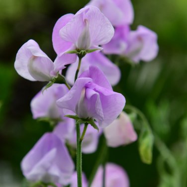 Beautiful Sweet Pea Flower potted pink sweet pea 15 PCS Seeds