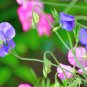 Beautiful Sweet Pea Flower potted pink sweet pea 15 PCS Seeds