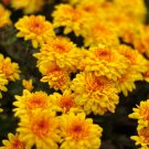 Beautiful Yellow Chrysanthemum 20 PCS Seeds Beautiful Yellow Chrysanthemum 20 PCS Seeds