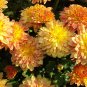 Beautiful Yellow Chrysanthemum 20 PCS Seeds