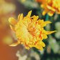 Beautiful Yellow Chrysanthemum 20 PCS Seeds