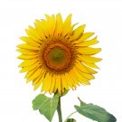 Beautiful Sunflower Ornamental Flower 20 PCS Seeds