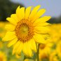 Beautiful Sunflower Ornamental Flower 20 PCS Seeds
