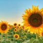 Beautiful Sunflower Ornamental Flower 20 PCS Seeds
