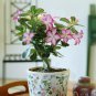 Beautiful White Borde Red Desert Rose Flowers Potted Bonsai 1 PCS Seeds