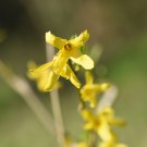 Beautiful Weeping Forsythia 35 PCS Seeds