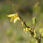 Beautiful Weeping Forsythia 35 PCS Seeds