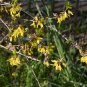 Beautiful Weeping Forsythia 35 PCS Seeds