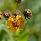 Beautiful Sneezeweed Flower 50 PCS Seeds