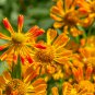 Beautiful Sneezeweed Flower 50 PCS Seeds