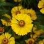 Beautiful Sneezeweed Flower 50 PCS Seeds