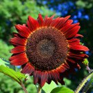 Beautiful Red Sun Plant Flower 220 PCS Seeds Beautiful Red Sun Plant Flower 220 PCS Seeds