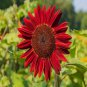 Beautiful Red Sun Plant Flower 220 PCS Seeds